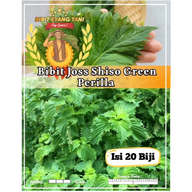 Bibit Joss Shiso Green Perilla | Biji Benih Daun Shiso Hijau Perilla | Shiso Perilla