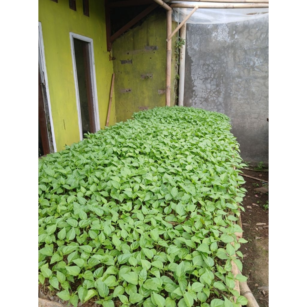 Bibit Cabai Rawit Hijau