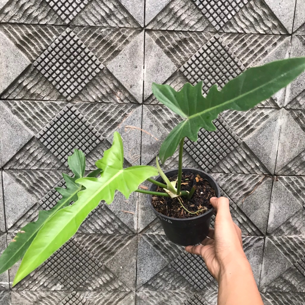 Philodendron Longilobatum