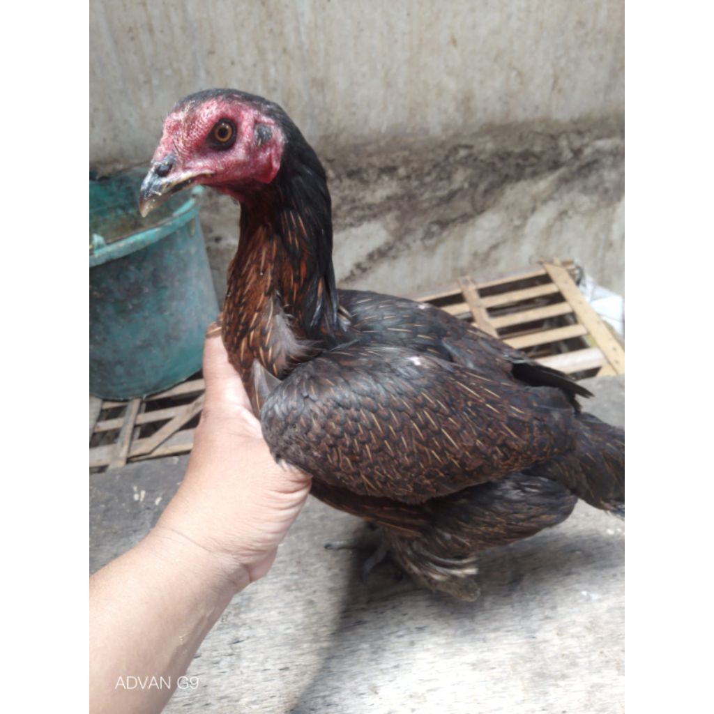 Babon Pama Ninja BL Trah jawara pukul ko lawan