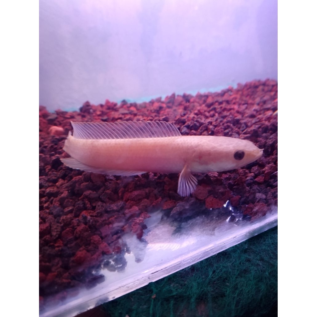 LIMBATA GOLDEN size 14-15 cm