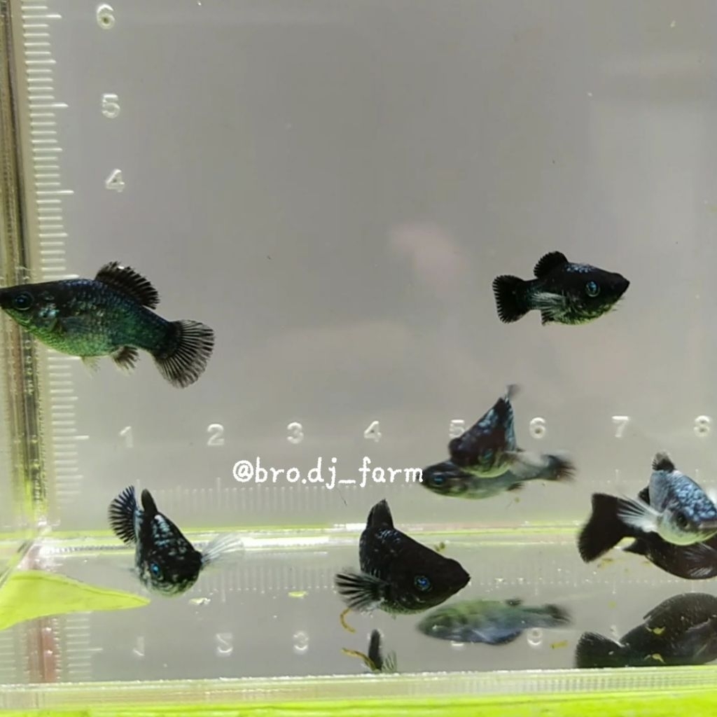 ikan molly blue elektrik blue eye/mata biru size S - M original 100%