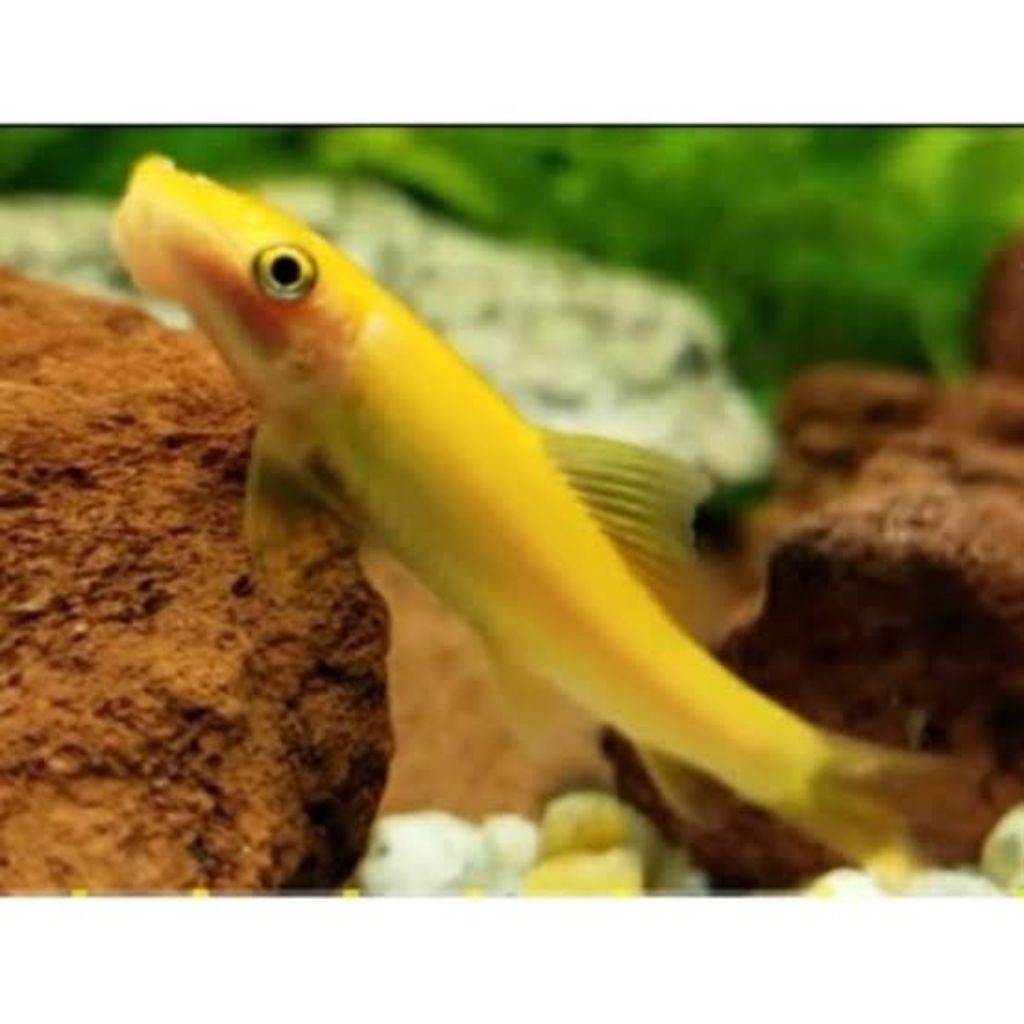 Chinesse algae eater(CAE)