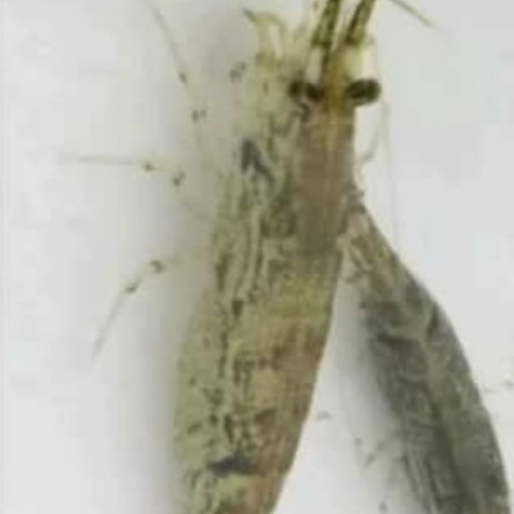 pembersih akuarium Amano udang hias aQuascape