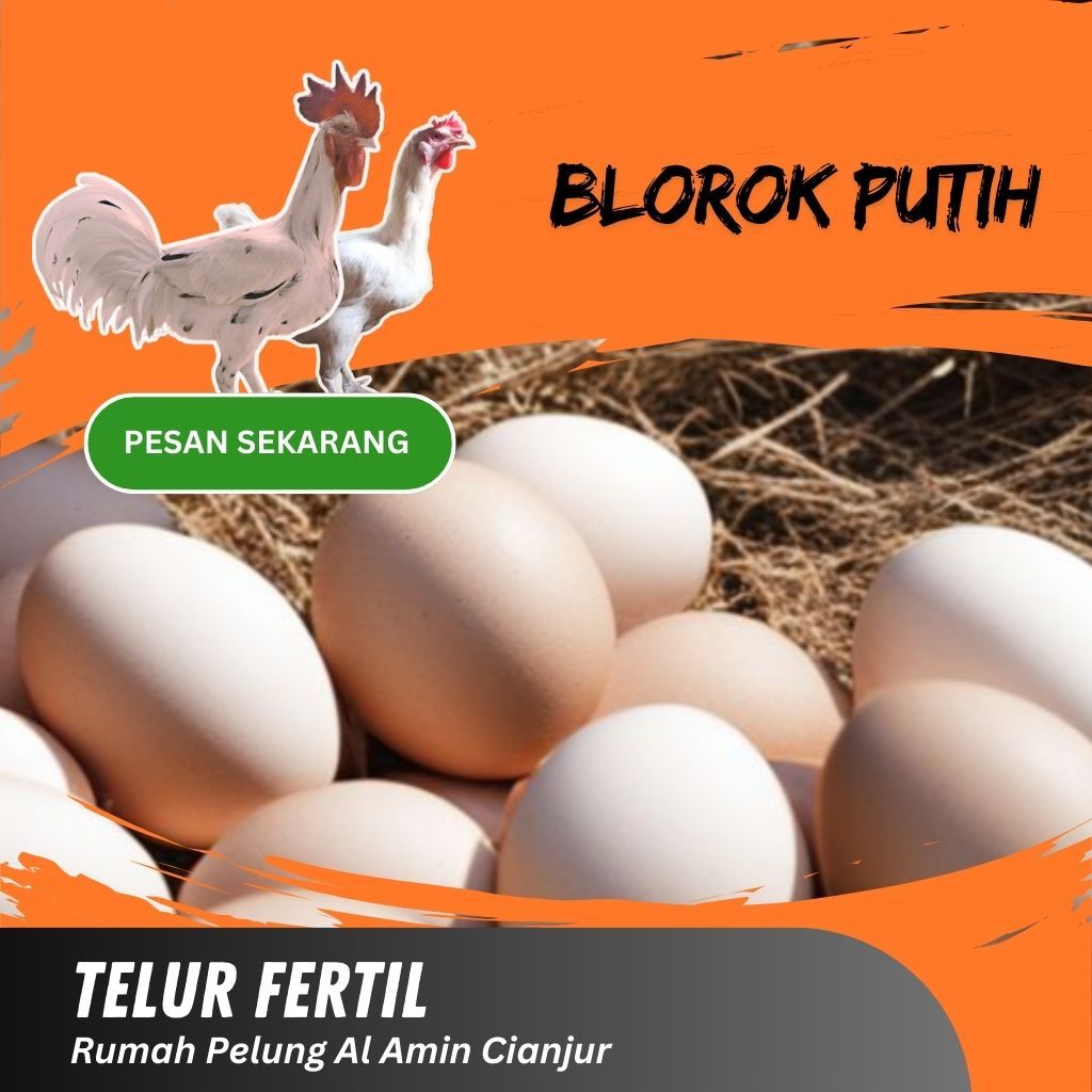 Telur Ayam Pelung Bulu Putih Brumbun | Untuk Ditetaskan Fertil