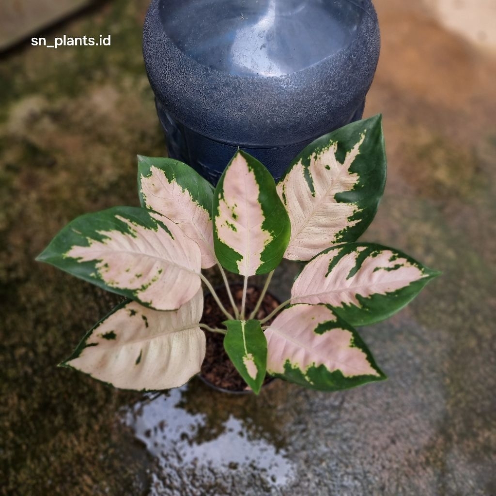 tanaman hias aglonema kochin Escada tanian lokal (size dewasa)