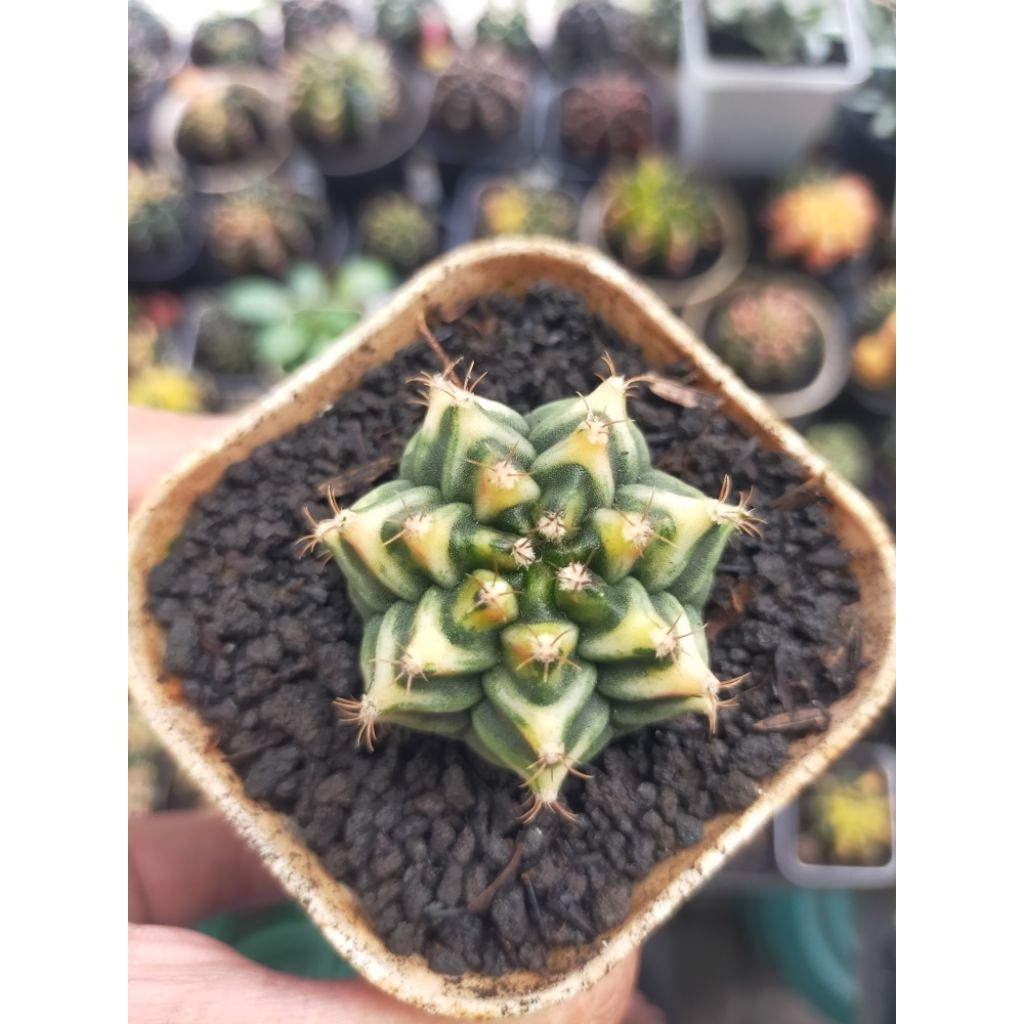 Gymno Miha Variegata Rata Koleksi