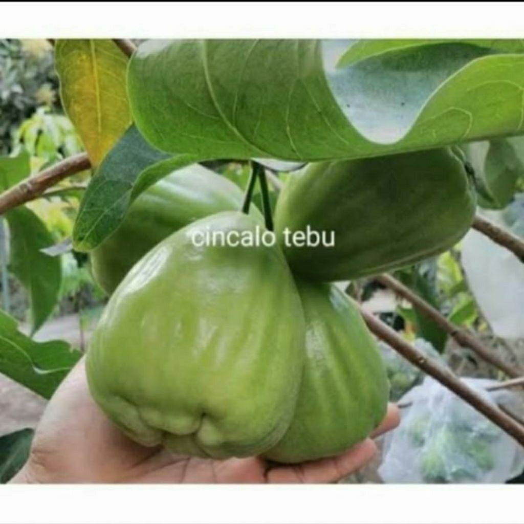 Bibit Jambu Air Cincalo Tebu Okulasi