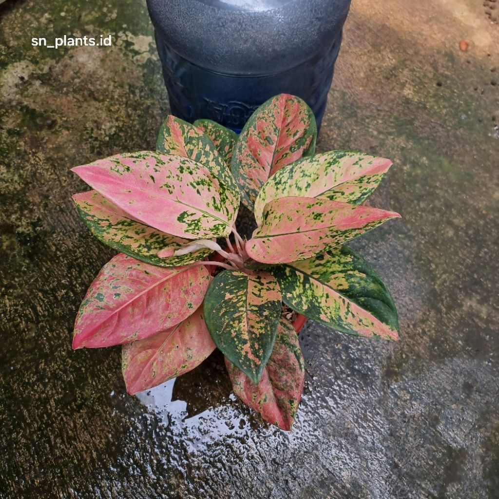 tanaman hias aglonema kochin Nezkia tanian lokal (size jumbo)