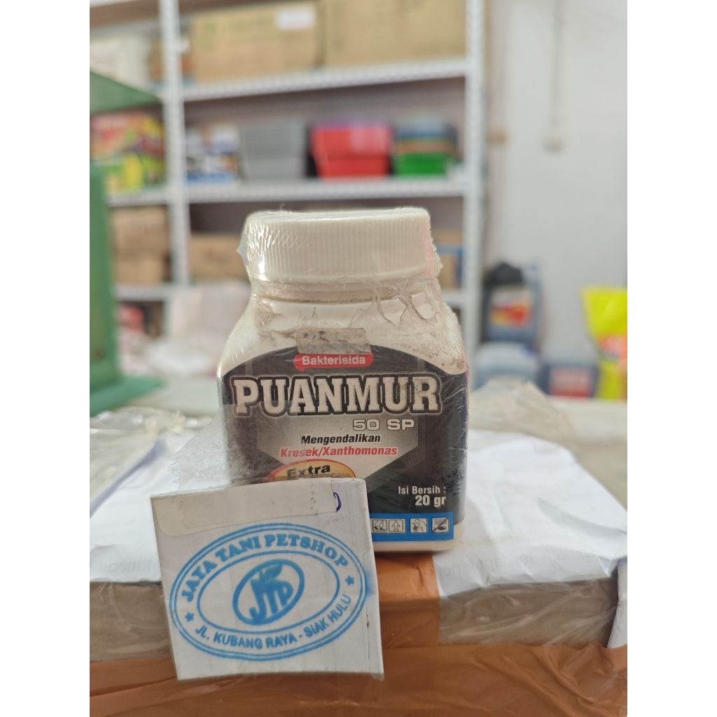 Puanmur 50 SP bakterisida kurma dan buah buahan sangat ampuh