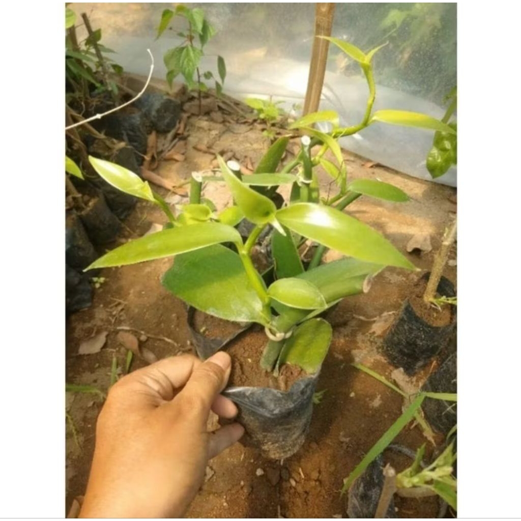 Bibit Vanili Planifolia Siap Tanam