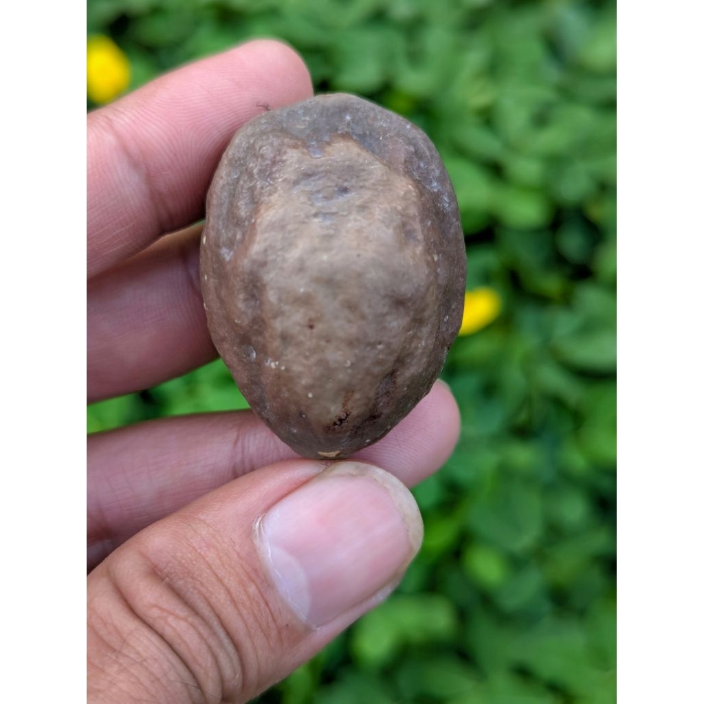 Muncang pedang silet