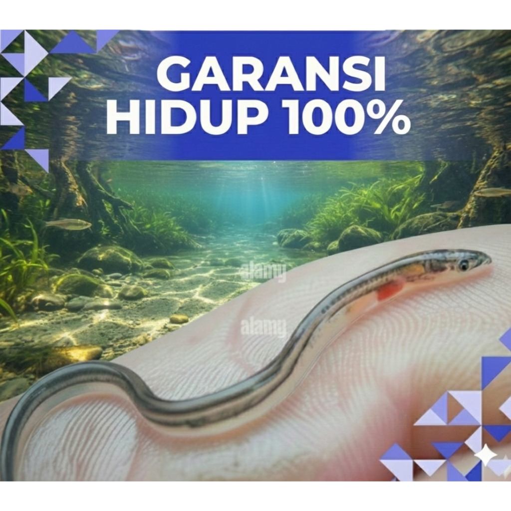 (Benih Ikan Sidat Hidup) Grade A - Benih Ikan Sidat - Siap Budidaya Di Aquarium / Terpal / kolam