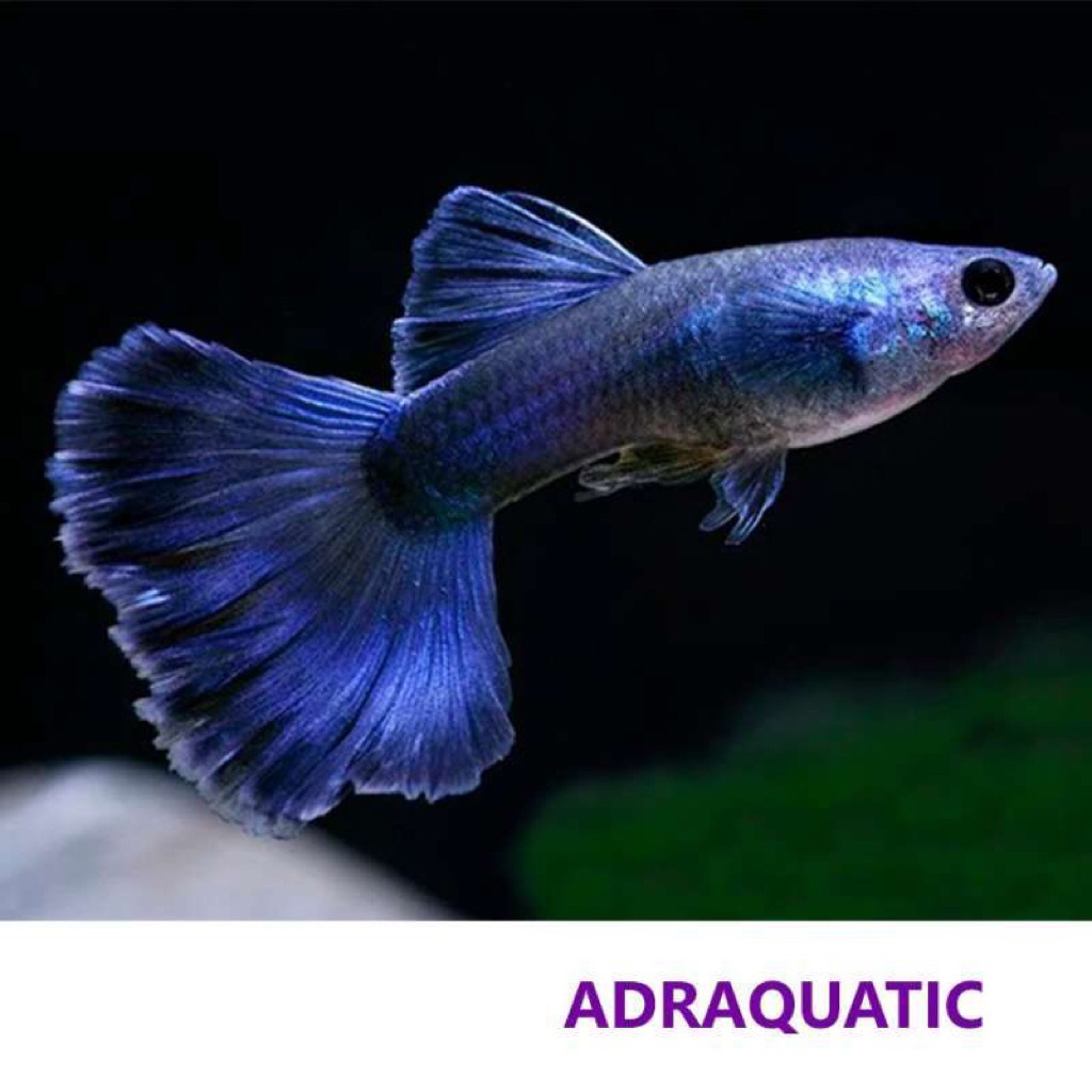 gambar guppy blue koi