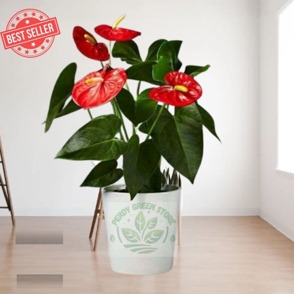 Tanaman hias anthurium mickey mouse (ukuran besar)