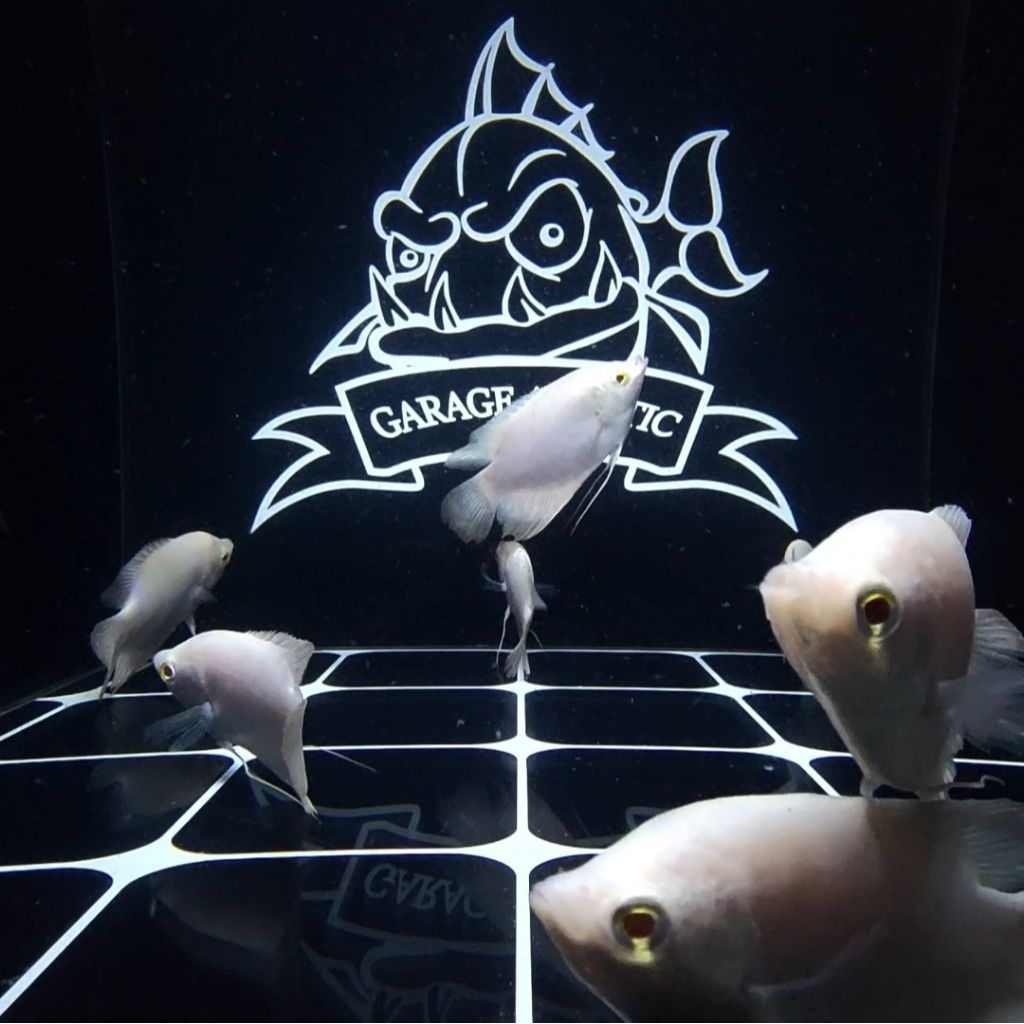 (INSTANT) GURAME ALBINO MATA MERAH THAILAND IKAN HIAS EKSOTIS AQUARIUM KOLAM