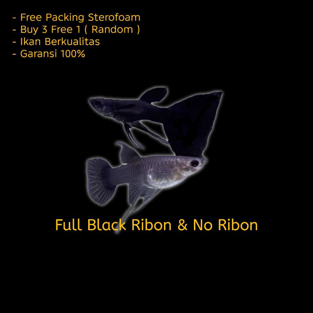 Hiasan Aquarium Guppy Full Black Ribon & No Ribon