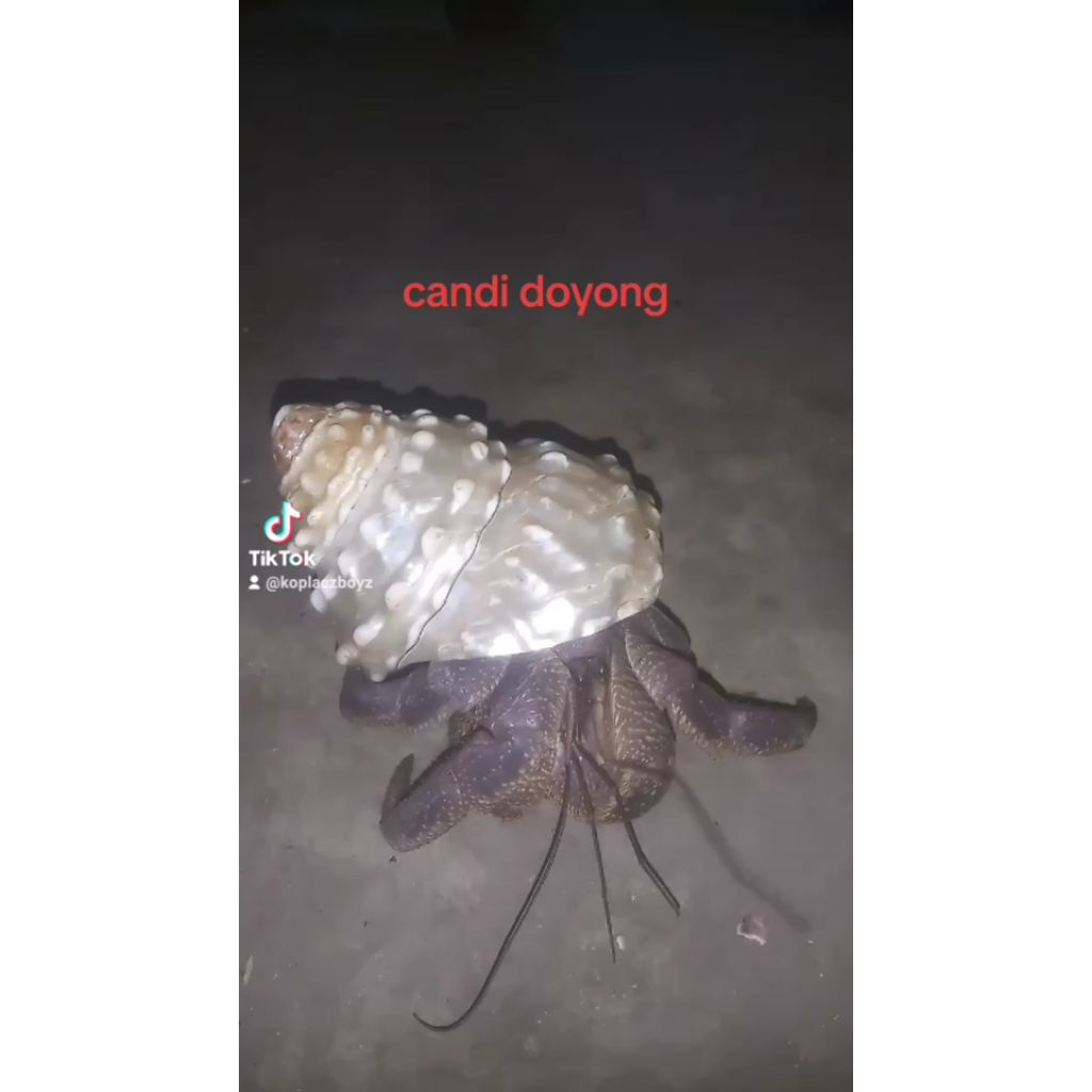 kelomang jumbo cangkang langka