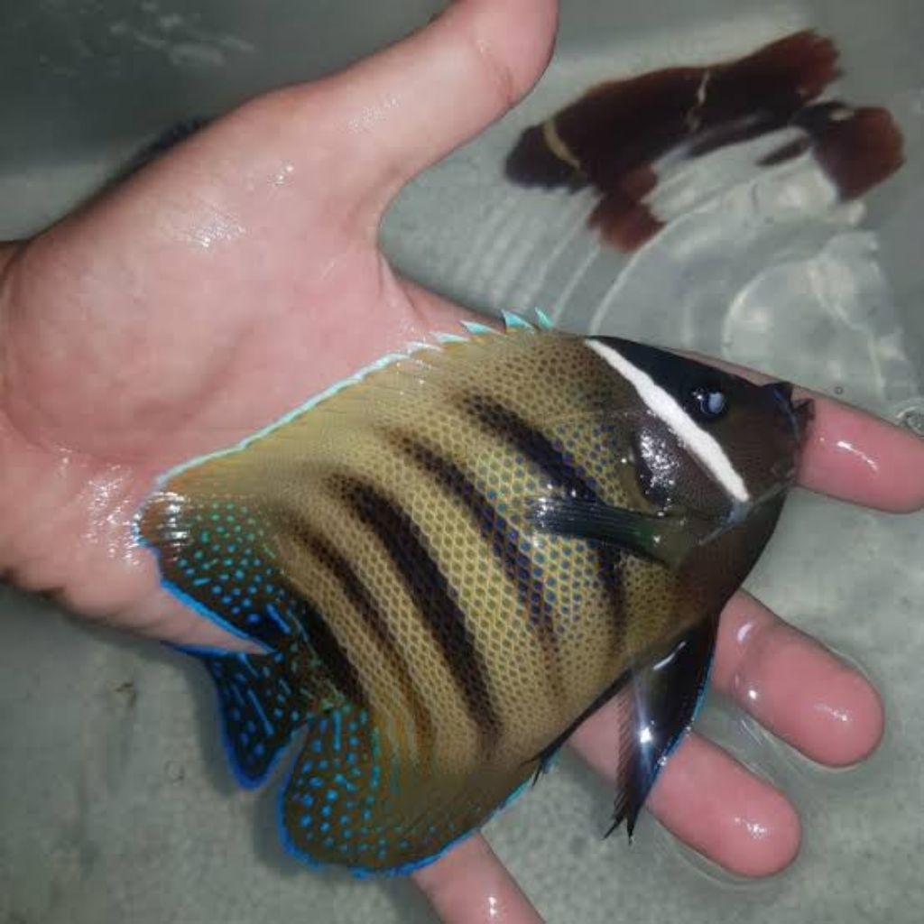 ikan hias air laut blue stone koran