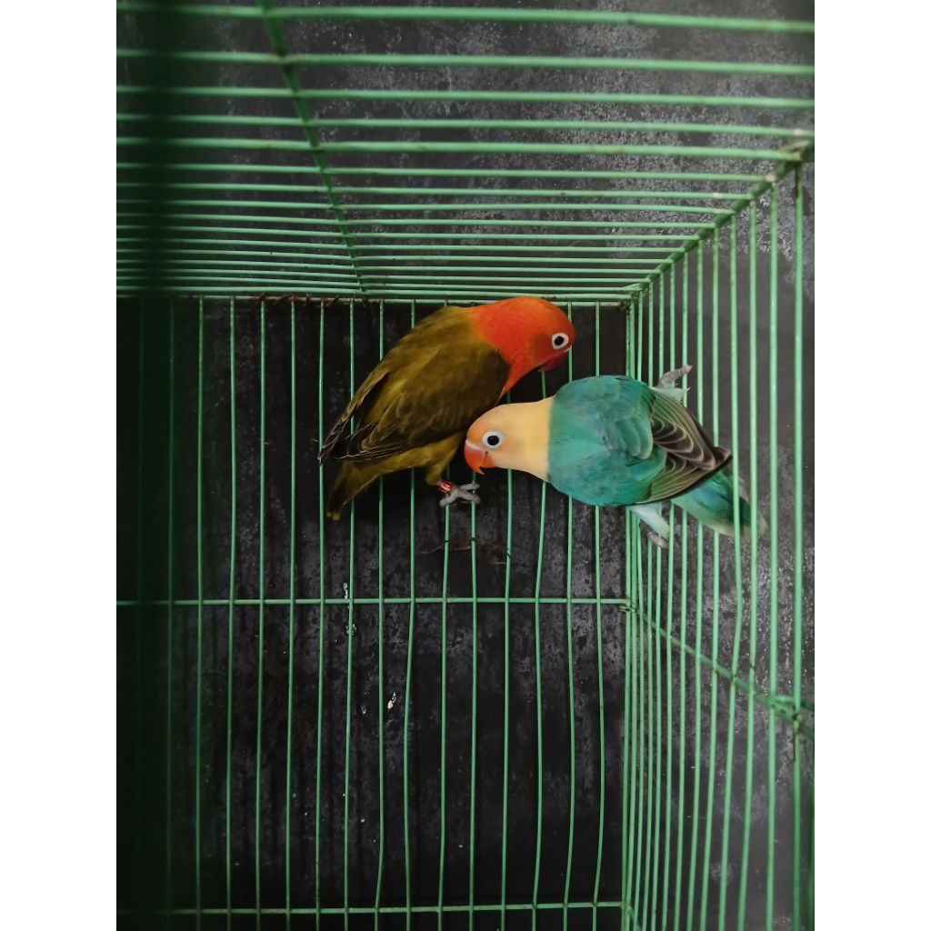 lovebird biola