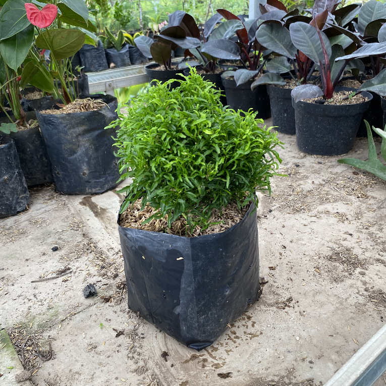 Tanaman Hias Brokoli Hijau | Brokoli Hias Hijau