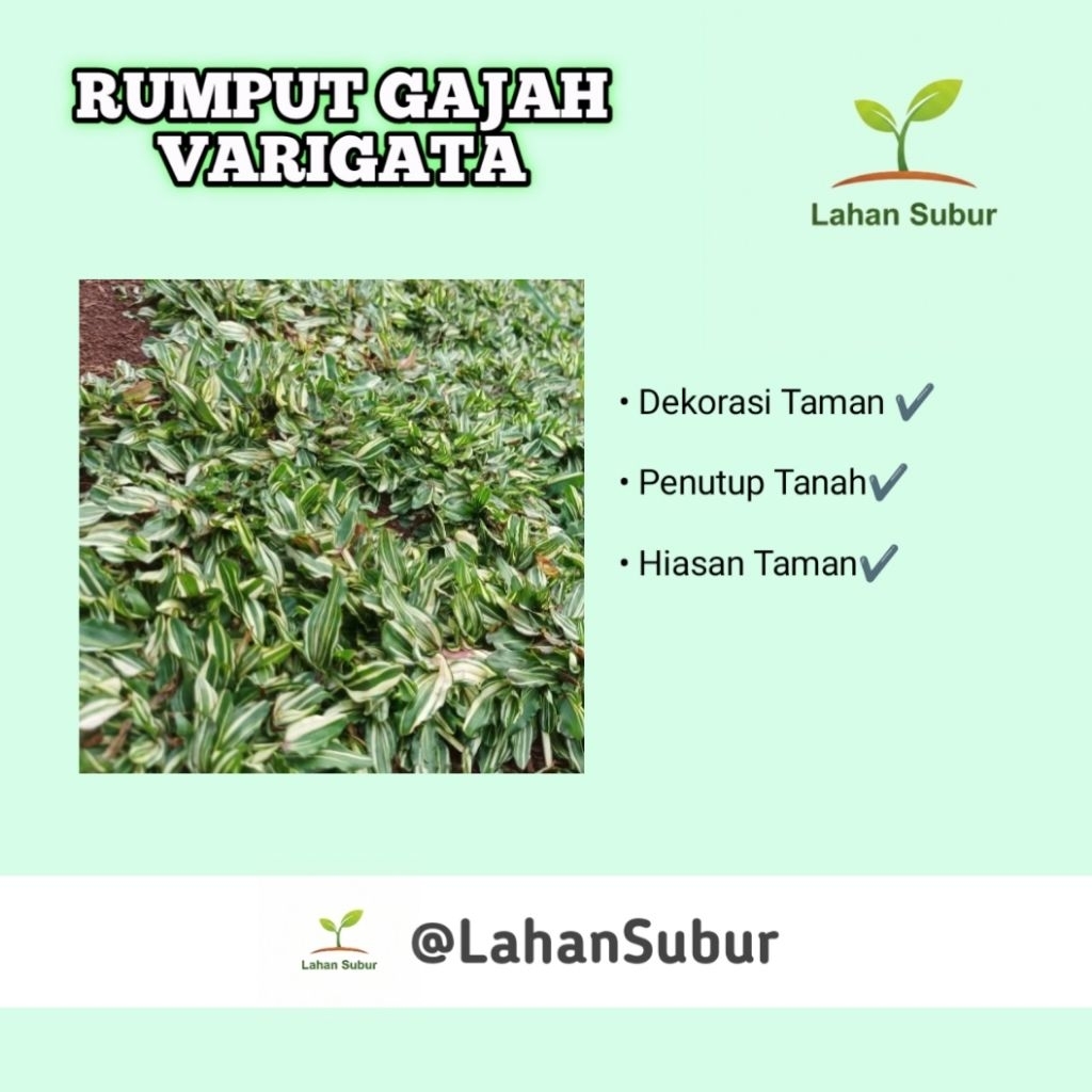 RUMPUT GAJAH MINI VARIGATA 1 METER BERJARAK