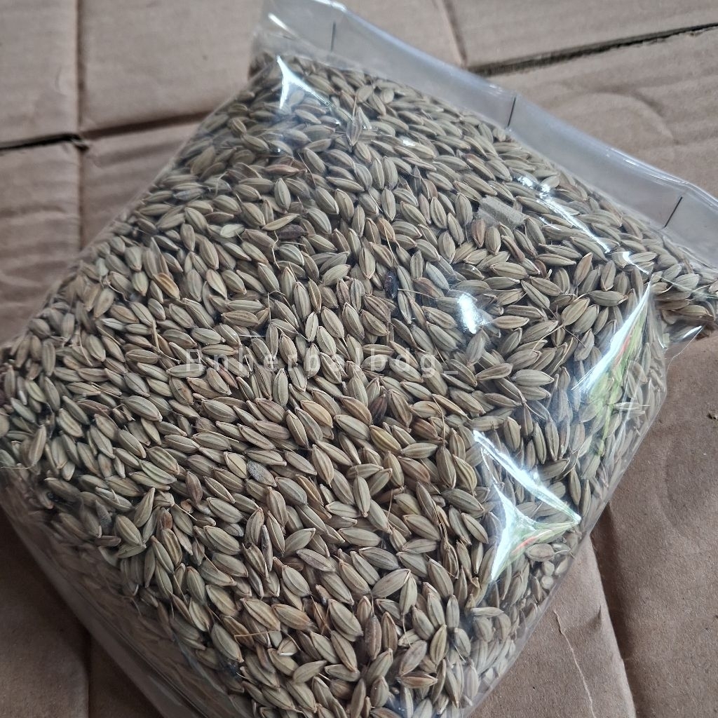 Benih padi ketan hitam gabah hitam super - 500 gram