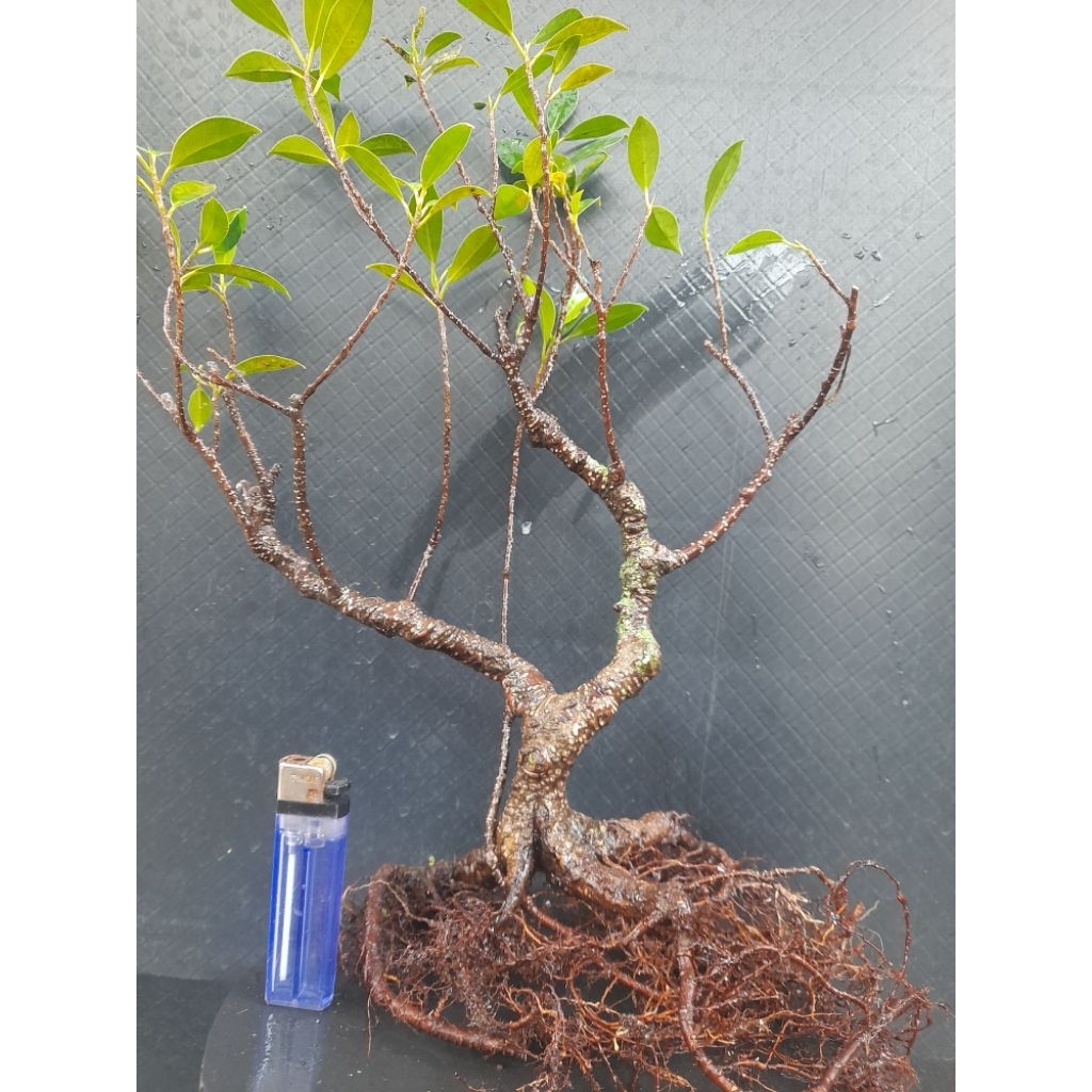 Bahan Bonsai Kimeng Progaman Akar Gaya Informal  Size Small Percabangan Ranting Sudah Ada Real Pict