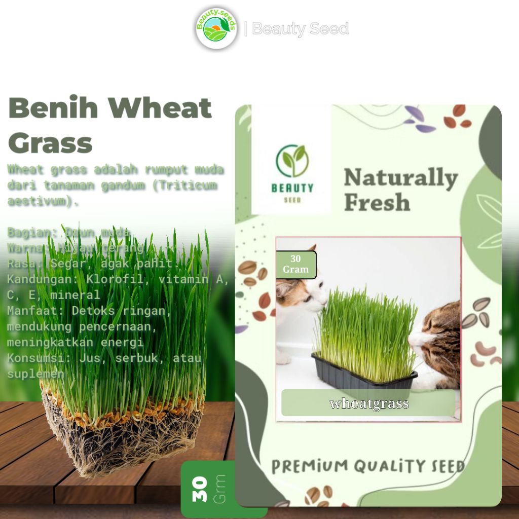 Benih Biji WheatGrass - Bibit Rumput Gandum - Wheat Grass Seed