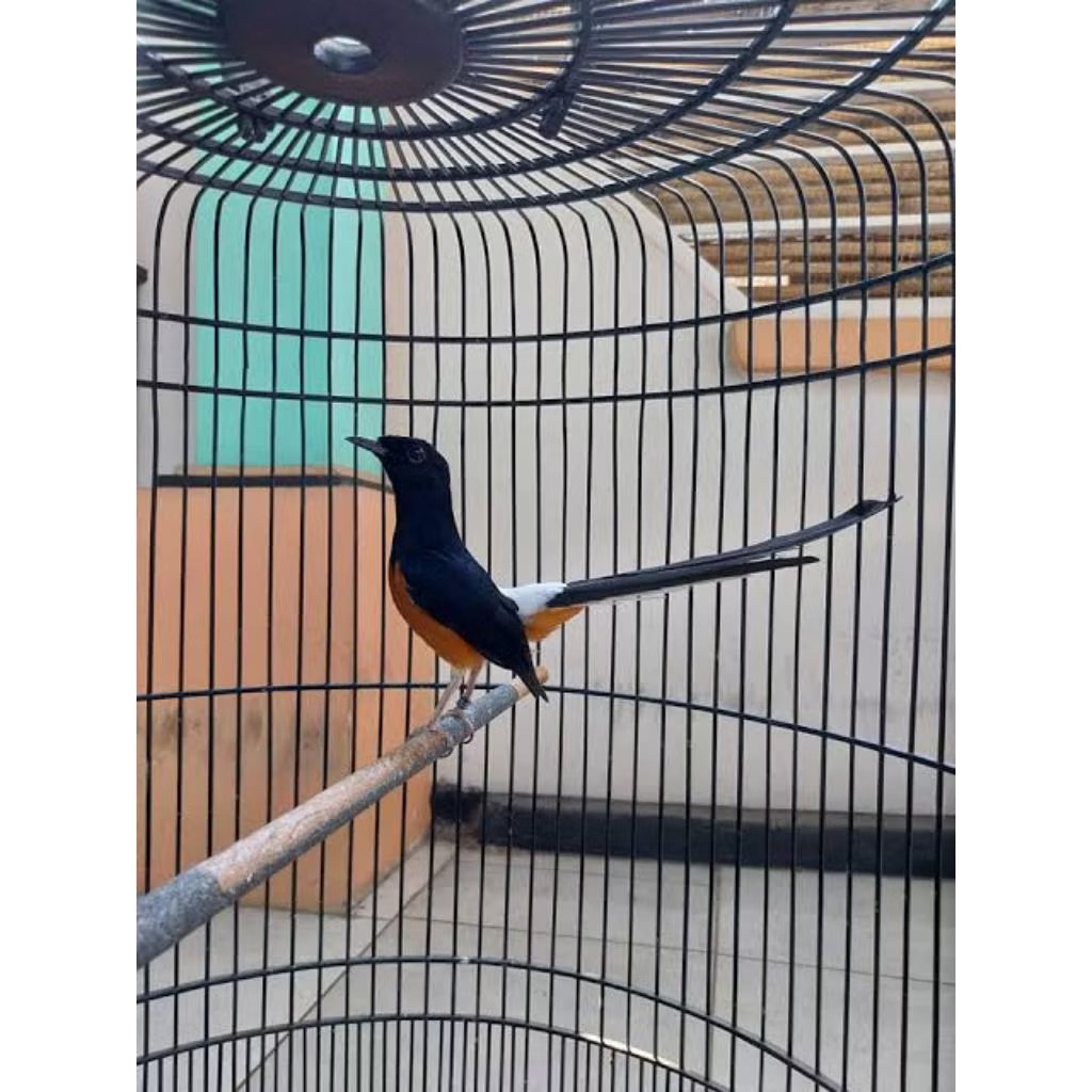 MURAI MEDAN PASTOL EKOR PANJANG RAWATAN