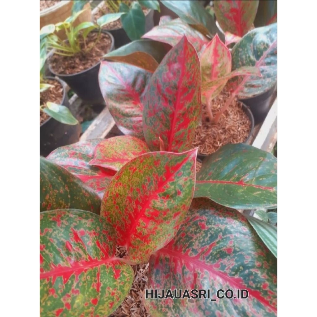 Tanaman Aglonema Red Stardust Bibit Anakan Aglonema Red Stardust
