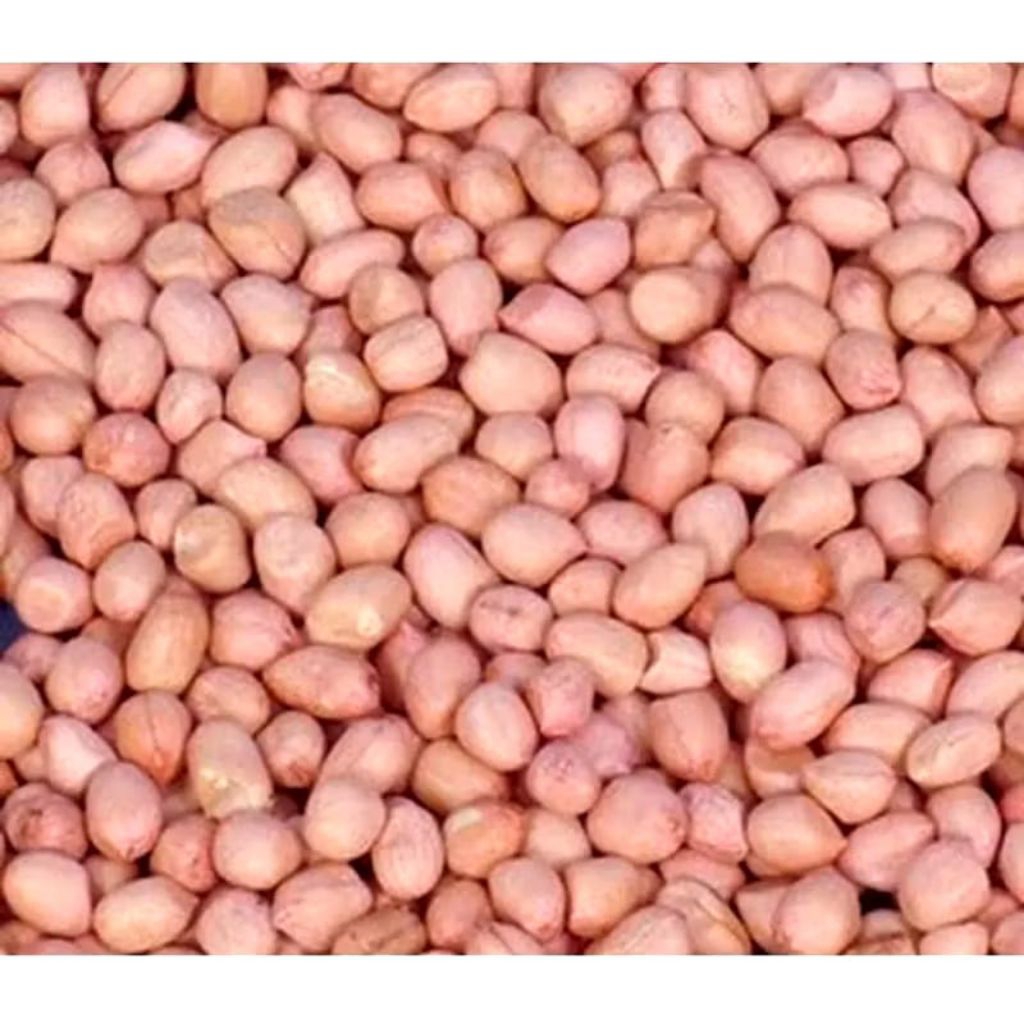 GROSIR Kacang Tanah Mentah Super 1 KG - Kacang Tanah Pilihan Kualitas Super 1 KG Termurah