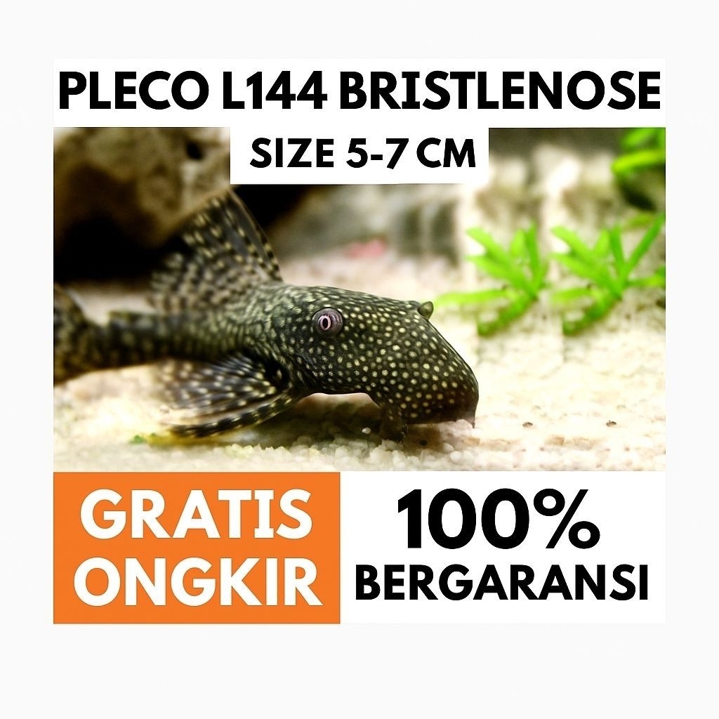 Pembersih Aquascape Ikan sapu sapu Pembersih Aquarium Plecco L144 Broushmouth
