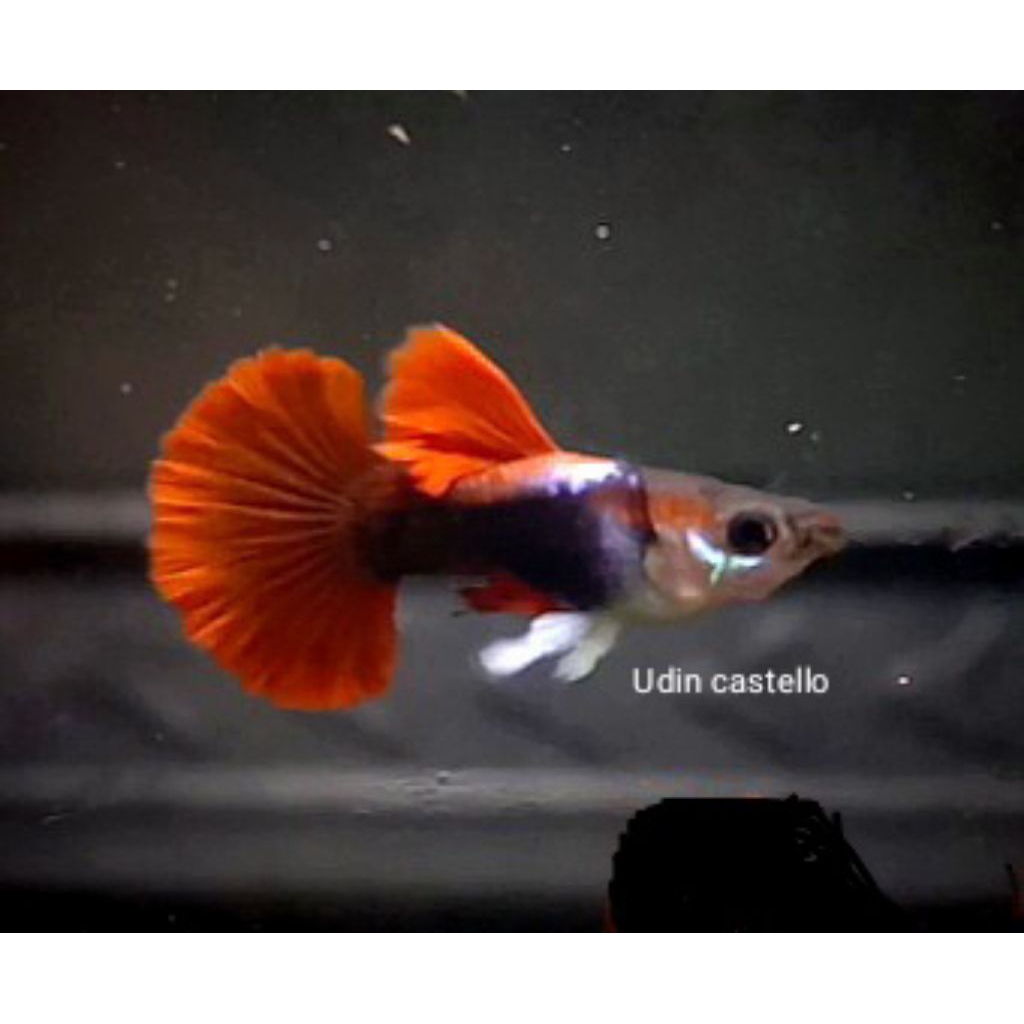 Sticker guppy HB red rosetail Halfmoon