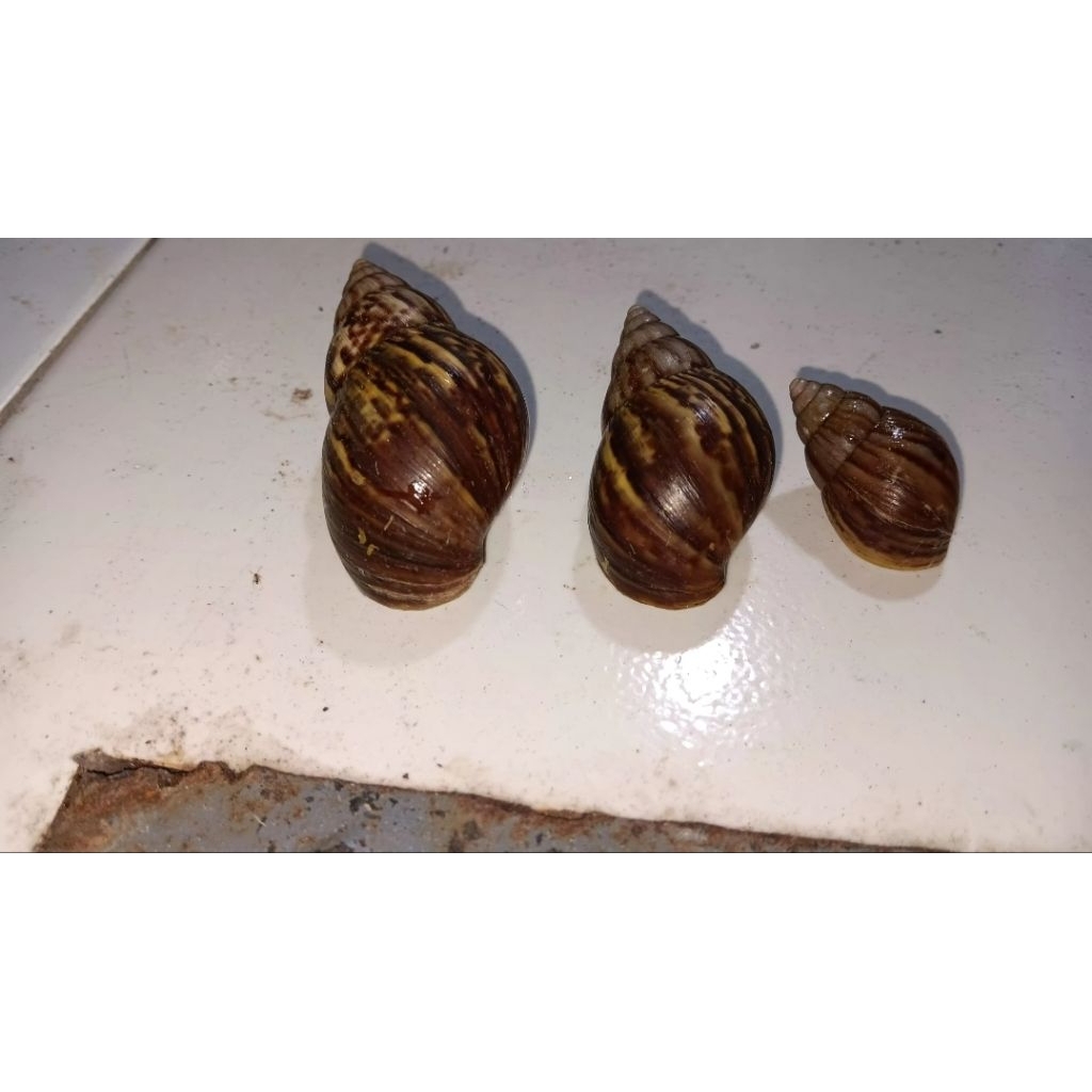 bekicot hidup / Lissachatina fulica