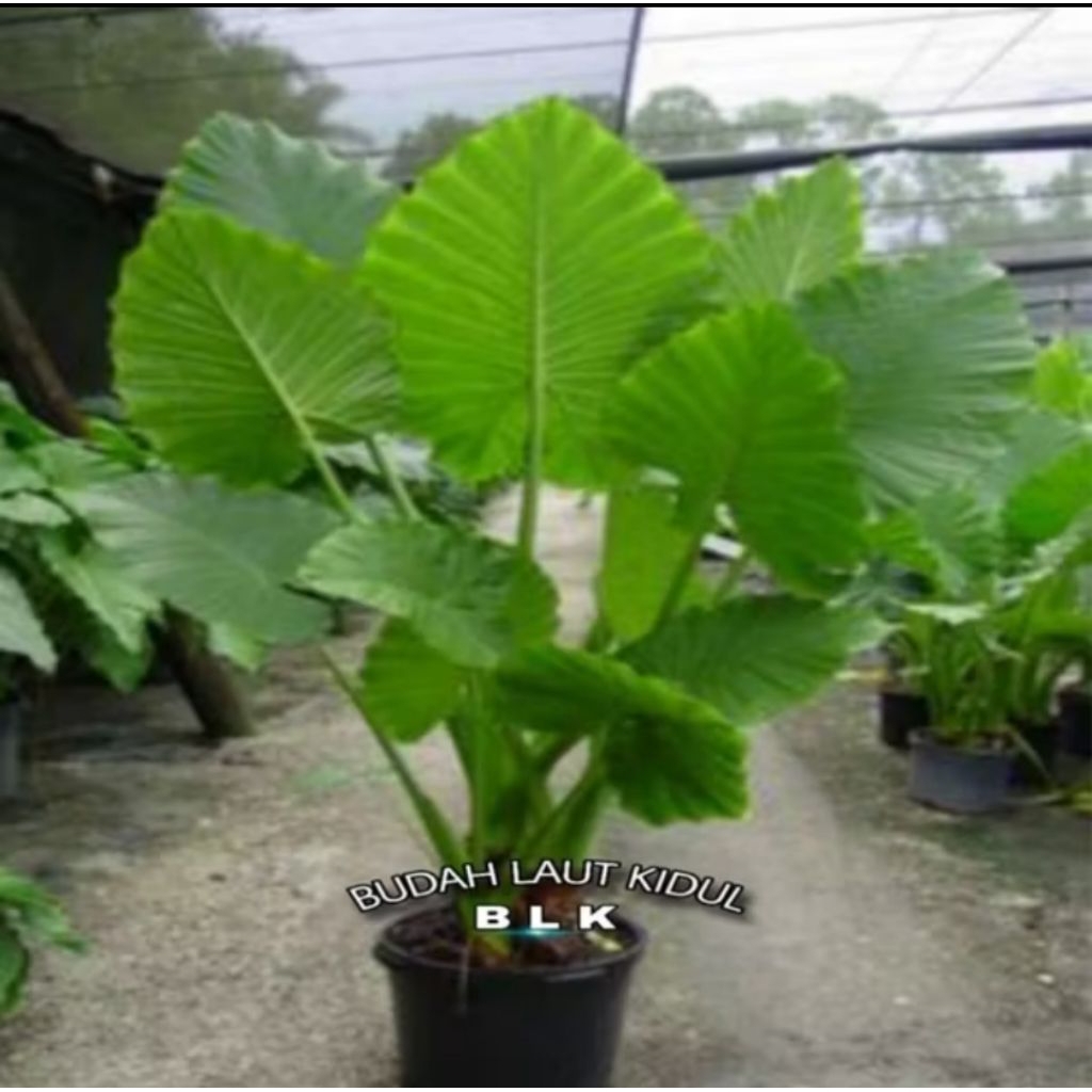 Bibit sente|talas Sente hijau bibit pakan ikan gurame