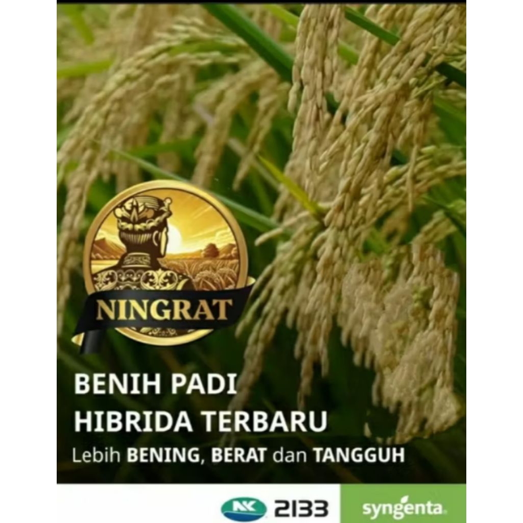 BENIH PADI HIBRIDA NINGGRAT NK.2133 DARI SYNGNTA 5KG