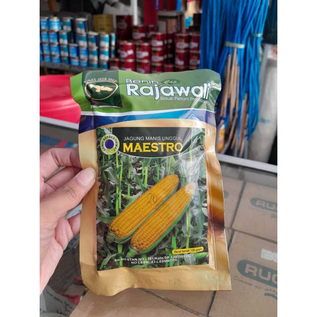 Bibit Jagung Manis Unggul Maestro