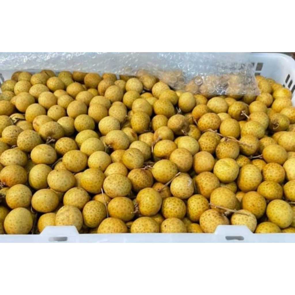 JBP_Fresh Buah Lengkeng Import Gold & Biru 1 Keranjang Kualitas Segar Merek JBP_Fresh