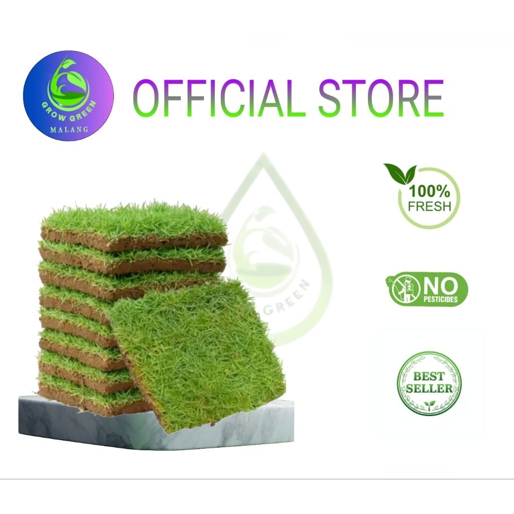 Rumput jepang perkotak / rumput makam / rumput jepang hidup