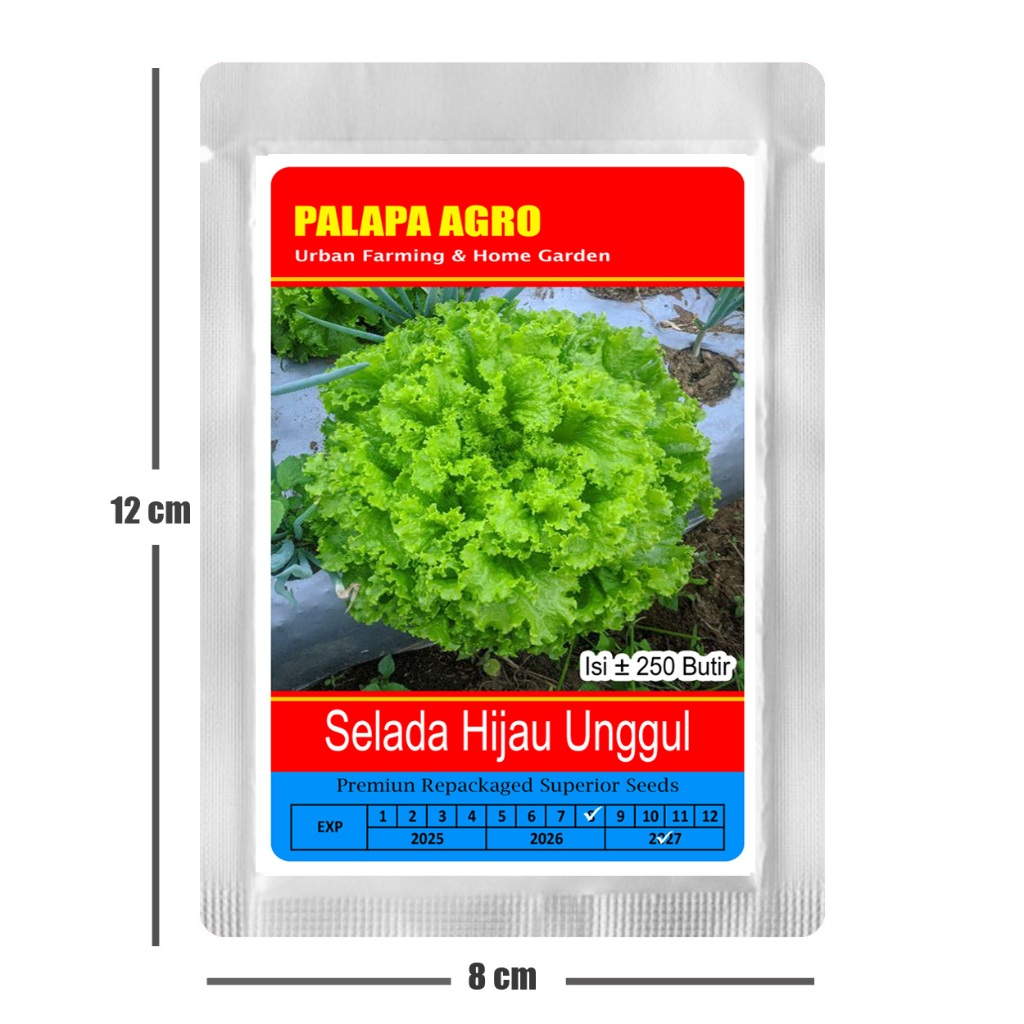 Bibit Selada Hijau Unggul - Benih Selada Hijau Lalap