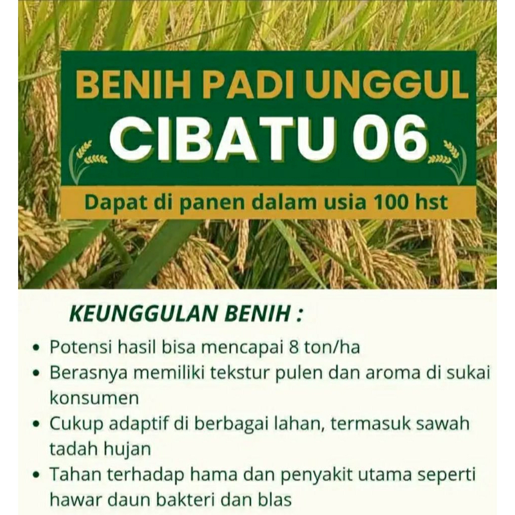 BENIH PADI CIBATU 06 UNGGUL 1KG