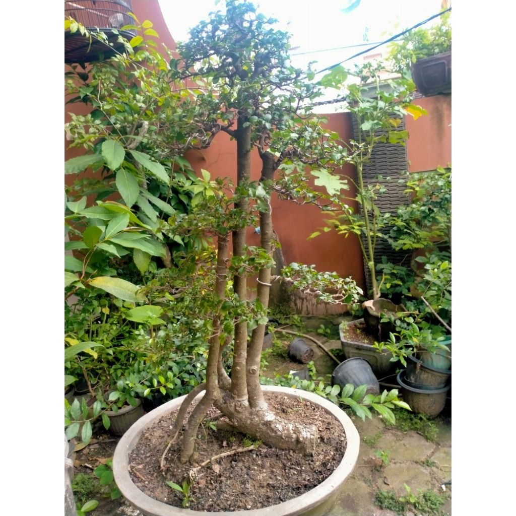 bonsai serut gruping real pict