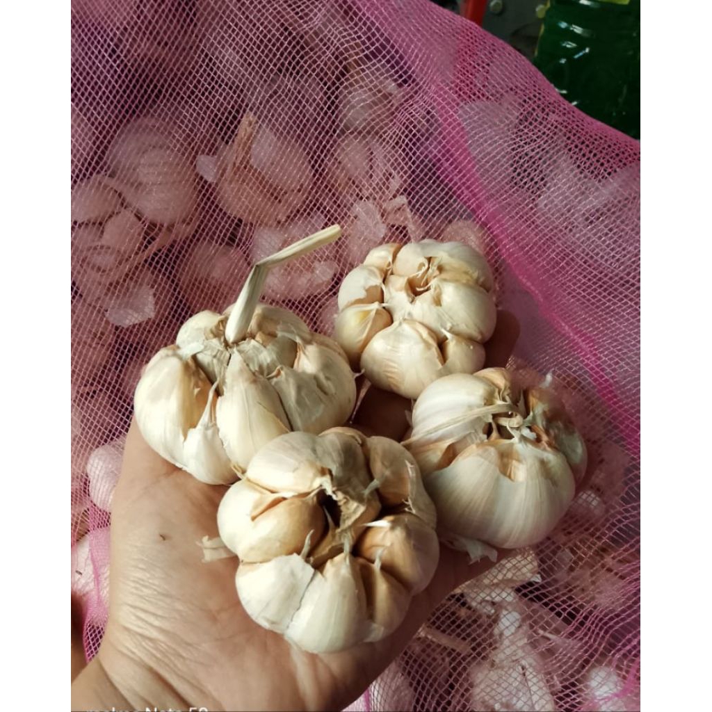 bawang putih sinco