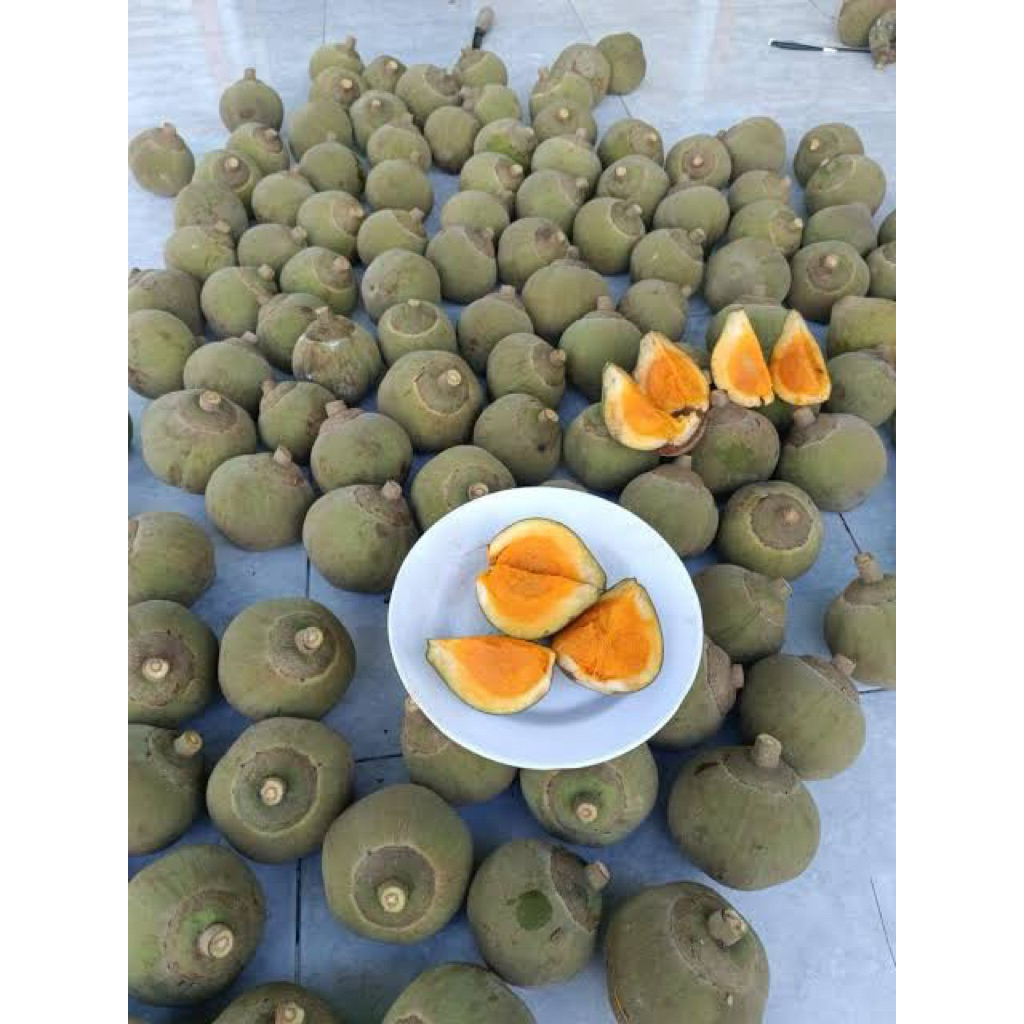 Tanaman bibit cupa cupa sapote hasil cangkok cepat berbuah (valid)