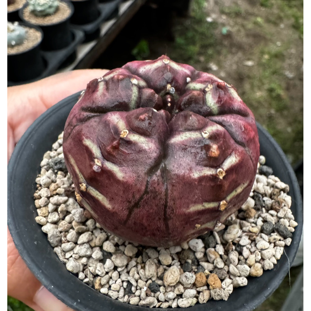 Tanaman Kaktus Gymno Daydream