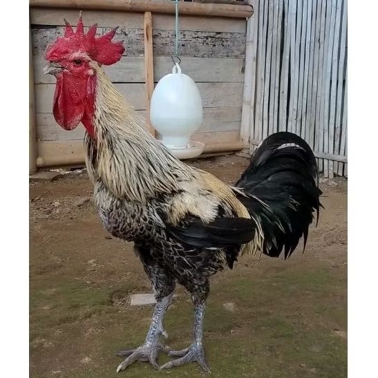 TELUR AYAM PELUNG ASLI SUPER JUMBO