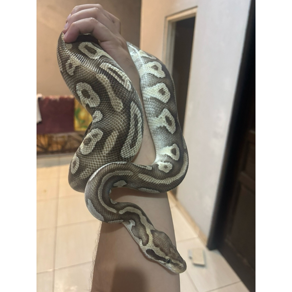 BALL PYTHON MOJAV MALE ADULT CALON INDUKAN