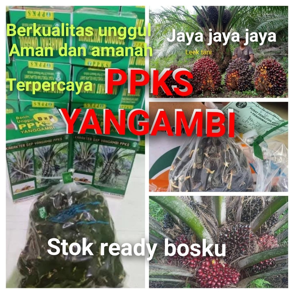 Bibit Benih Kecambah Kelapa Sawit PPKS YANGAMBI (250 Butir)