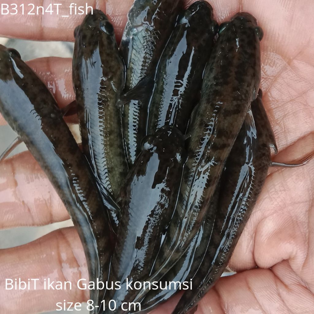 Bibit Ikan Gabus Konsumsi Ukuran 8–9–10 cm | Paket200 +bonus 10 Ekor | Sehat & Aktif
